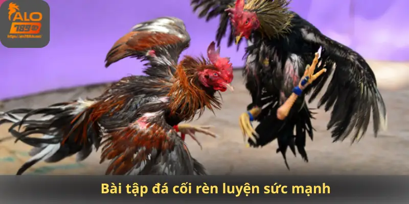 Bài tập đá cối rèn luyện sức mạnh