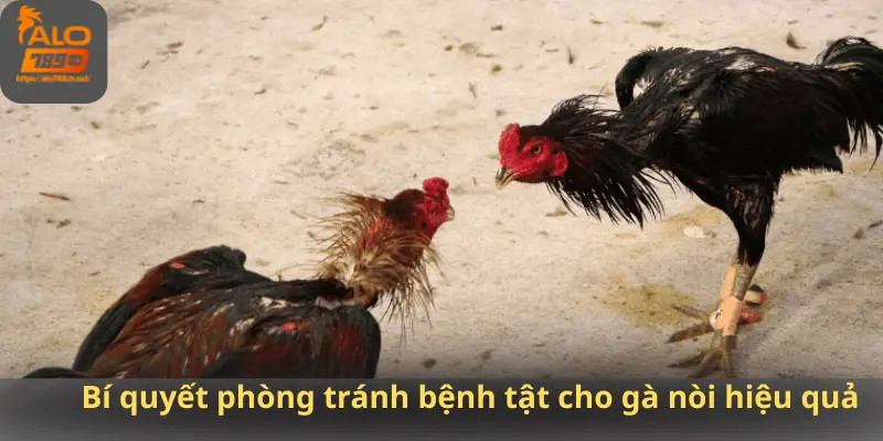 Bí quyết phòng tránh bệnh tật cho gà nòi hiệu quả