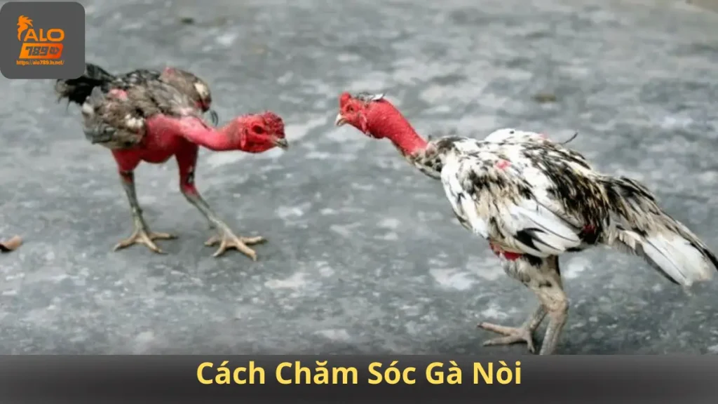 Cách Chăm Sóc Gà Nòi