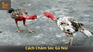Cách Chăm Sóc Gà Nòi