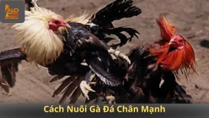 Cách Nuôi Gà Đá Chân Mạnh