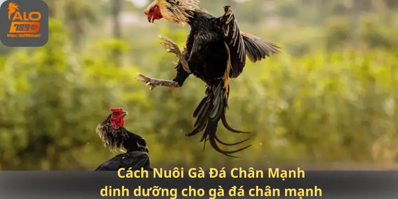 Cách Nuôi Gà Đá Chân Mạnh dinh dưỡng cho gà đá chân mạnh