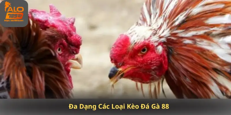 Đa Dạng Các Loại Kèo Đá Gà 88