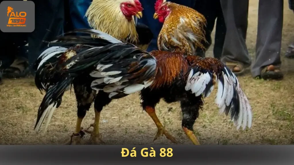Đá Gà 88