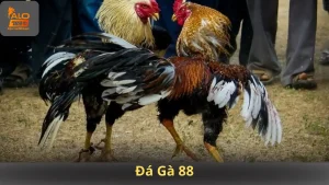 Đá Gà 88
