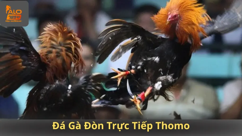 Đá Gà Đòn Trực Tiếp Thomo