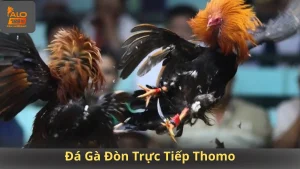 Đá Gà Đòn Trực Tiếp Thomo