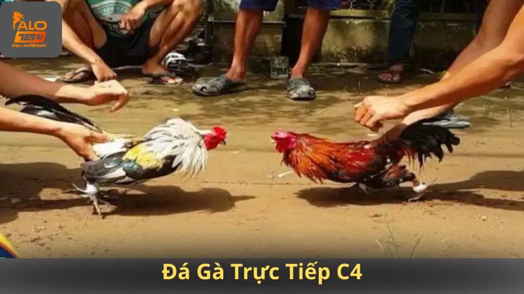 đá gà trực tiếp c4