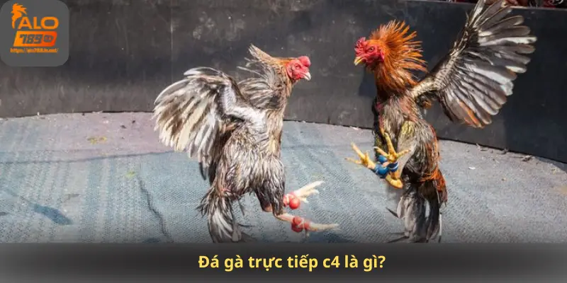 Đá gà trực tiếp c4 là gì?