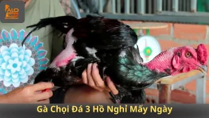 Gà Chọi Đá 3 Hồ Nghỉ Mấy Ngày
