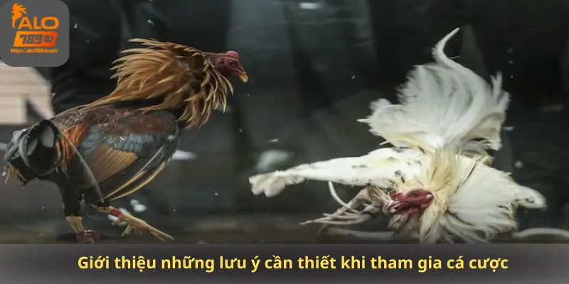 Giới thiệu những lưu ý cần thiết khi tham gia cá cược