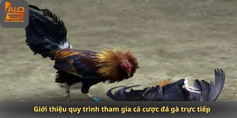 Giới thiệu quy trình tham gia cá cược đá gà trực tiếp