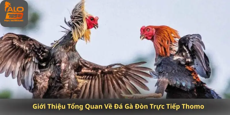 Giới Thiệu Tổng Quan Về Đá Gà Đòn Trực Tiếp Thomo