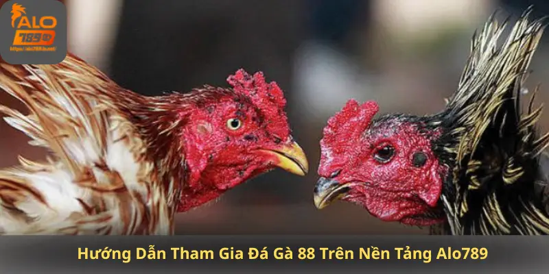 Hướng Dẫn Tham Gia Đá Gà 88 Trên Nền Tảng Alo789