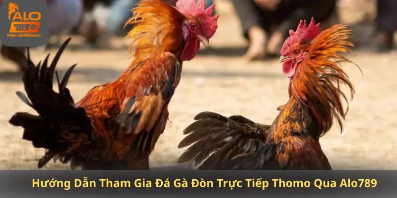 Hướng Dẫn Tham Gia Đá Gà Đòn Trực Tiếp Thomo Qua Alo789
