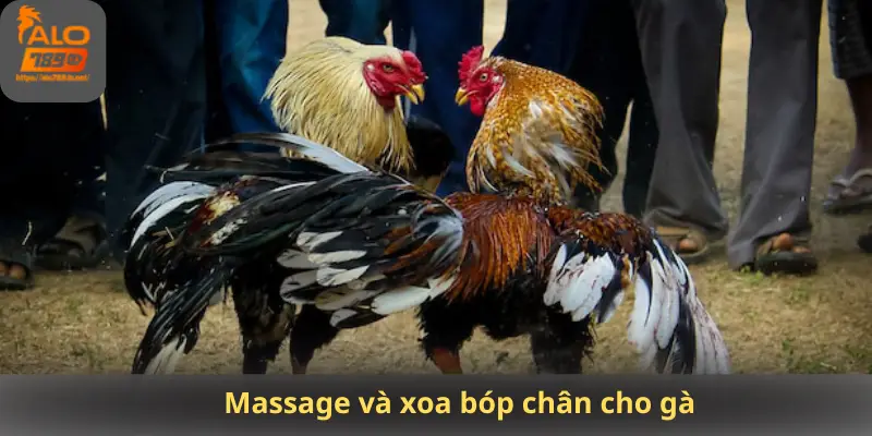 Massage và xoa bóp chân cho gà