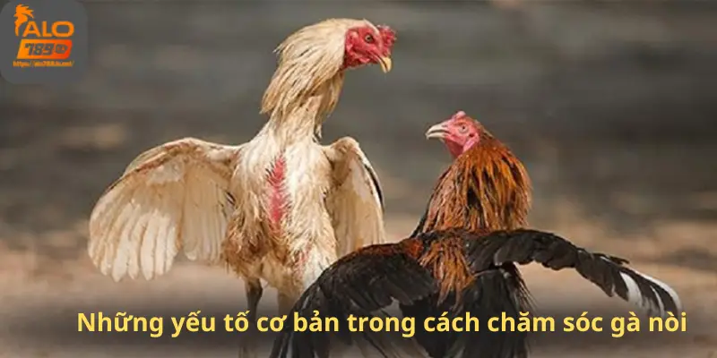 Những yếu tố cơ bản trong cách chăm sóc gà nòi