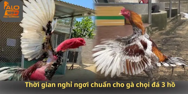Thời gian nghỉ ngơi chuẩn cho gà chọi đá 3 hồ