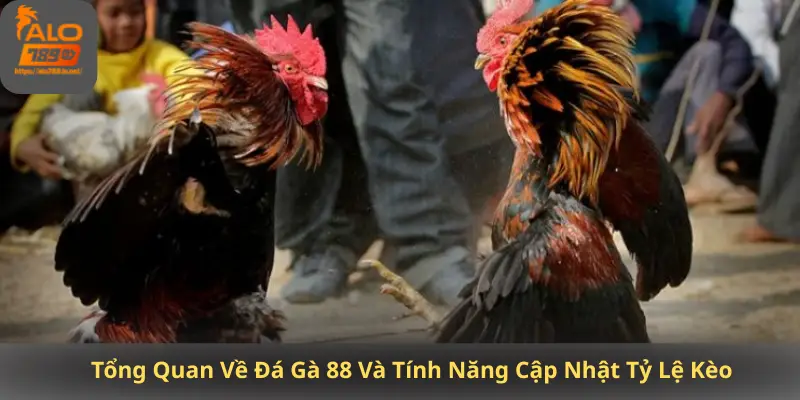 Tổng Quan Về Đá Gà 88 Và Tính Năng Cập Nhật Tỷ Lệ Kèo